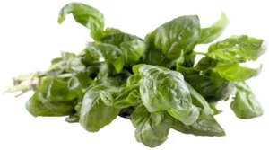 Fresh Basil