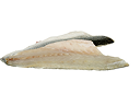 Fresh Bronzino Fillets